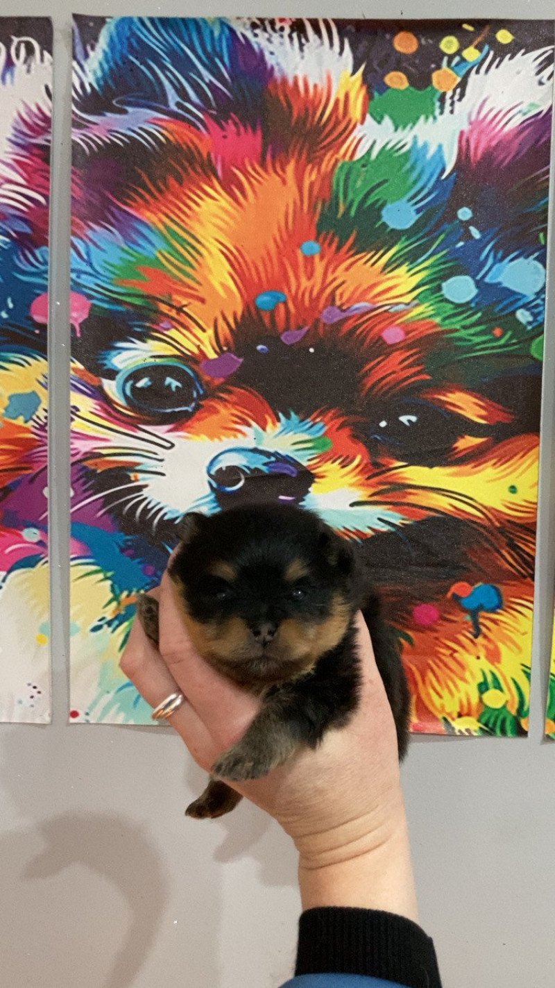 Abby In memory of nanou Femelle Spitz allemand