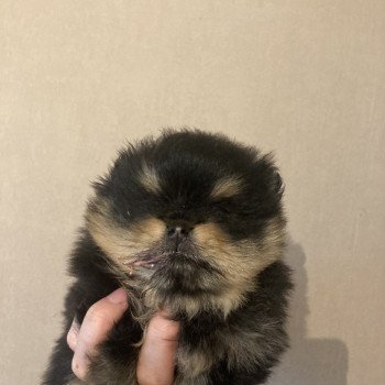 chiot Spitz allemand Black and tan Abby Elevage in memory of nanou