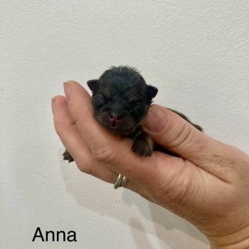 chiot Spitz allemand Orange charbonnée Anna Elevage in memory of nanou