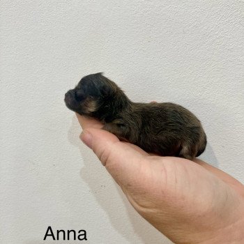 chiot Spitz allemand Orange charbonnée Anna Elevage in memory of nanou