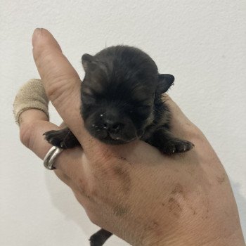 chiot Spitz allemand Orange charbonnée Anna Elevage in memory of nanou