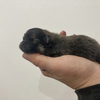 chiot Spitz allemand Orange charbonnée Anna Elevage in memory of nanou