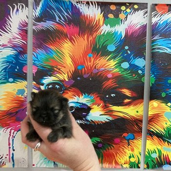 chiot Spitz allemand Orange charbonnée Anna Elevage in memory of nanou