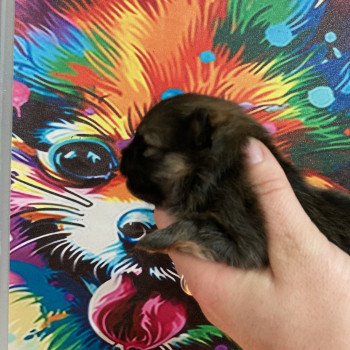 chiot Spitz allemand Orange charbonnée Anna Elevage in memory of nanou