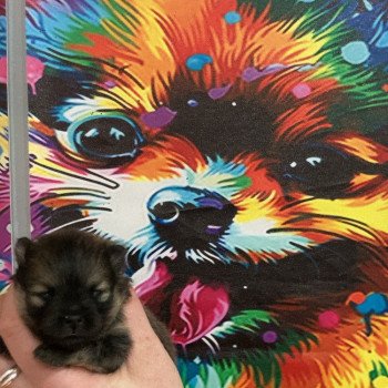 chiot Spitz allemand Orange charbonnée Anna Elevage in memory of nanou