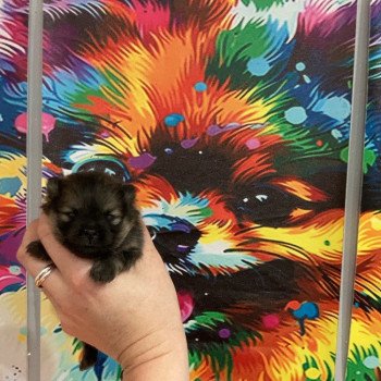 chiot Spitz allemand Orange charbonnée Anna Elevage in memory of nanou