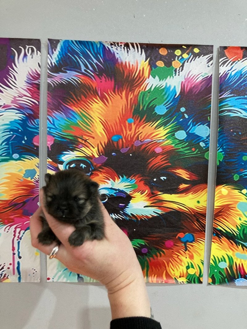 Anna In memory of nanou Femelle Spitz allemand