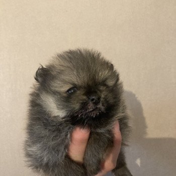 chiot Spitz allemand Orange charbonnée Anna Elevage in memory of nanou