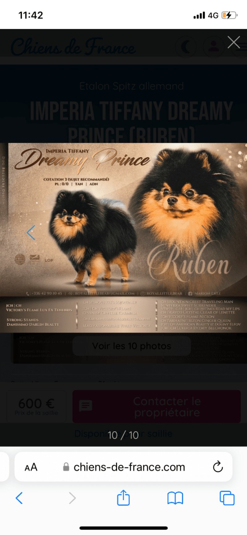 Imperia Tiffany Dreamy Prince Mâle Spitz allemand
