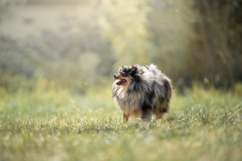 olaf de sand pam Mâle Spitz allemand