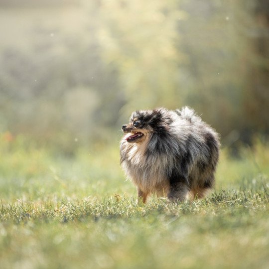 olaf de sand pam Mâle Spitz allemand