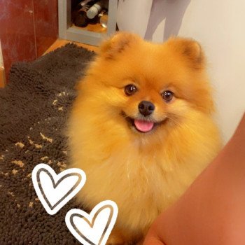 chien Spitz allemand Orange charbonnée Soon Elevage in memory of nanou chien Spitz allemand Orange charbonnée Soon Elevage in memory of nanou