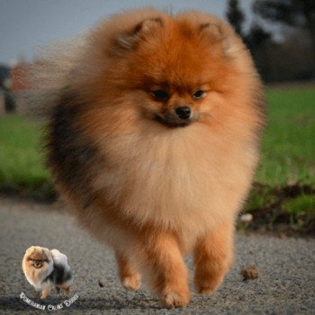 floryartpom's Another love STANNIS Mâle Spitz allemand