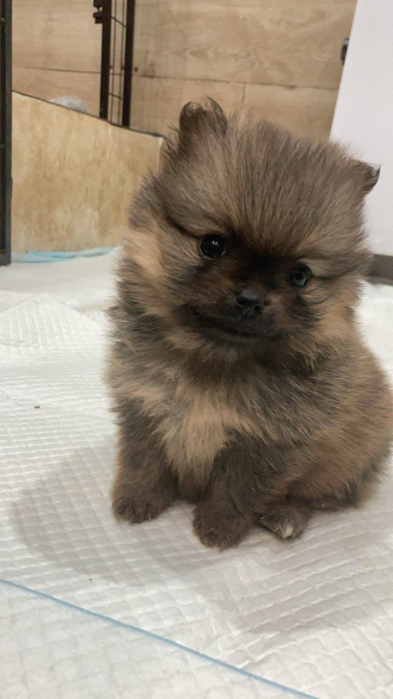 VERY LITTLE LILO In memory of nanou Femelle Spitz allemand