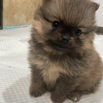 chiot Spitz allemand ORANGE CHARBONNEE VERY LITTLE LILO Elevage in memory of nanou chiot Spitz allemand ORANGE CHARBONNEE VERY LITTLE LILO Elevage in memory of nanou