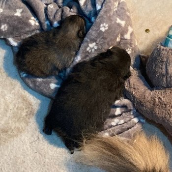 Chiot Spitz allemand Soon ❤ STANNIS 2025 Elevage in memory of nanou